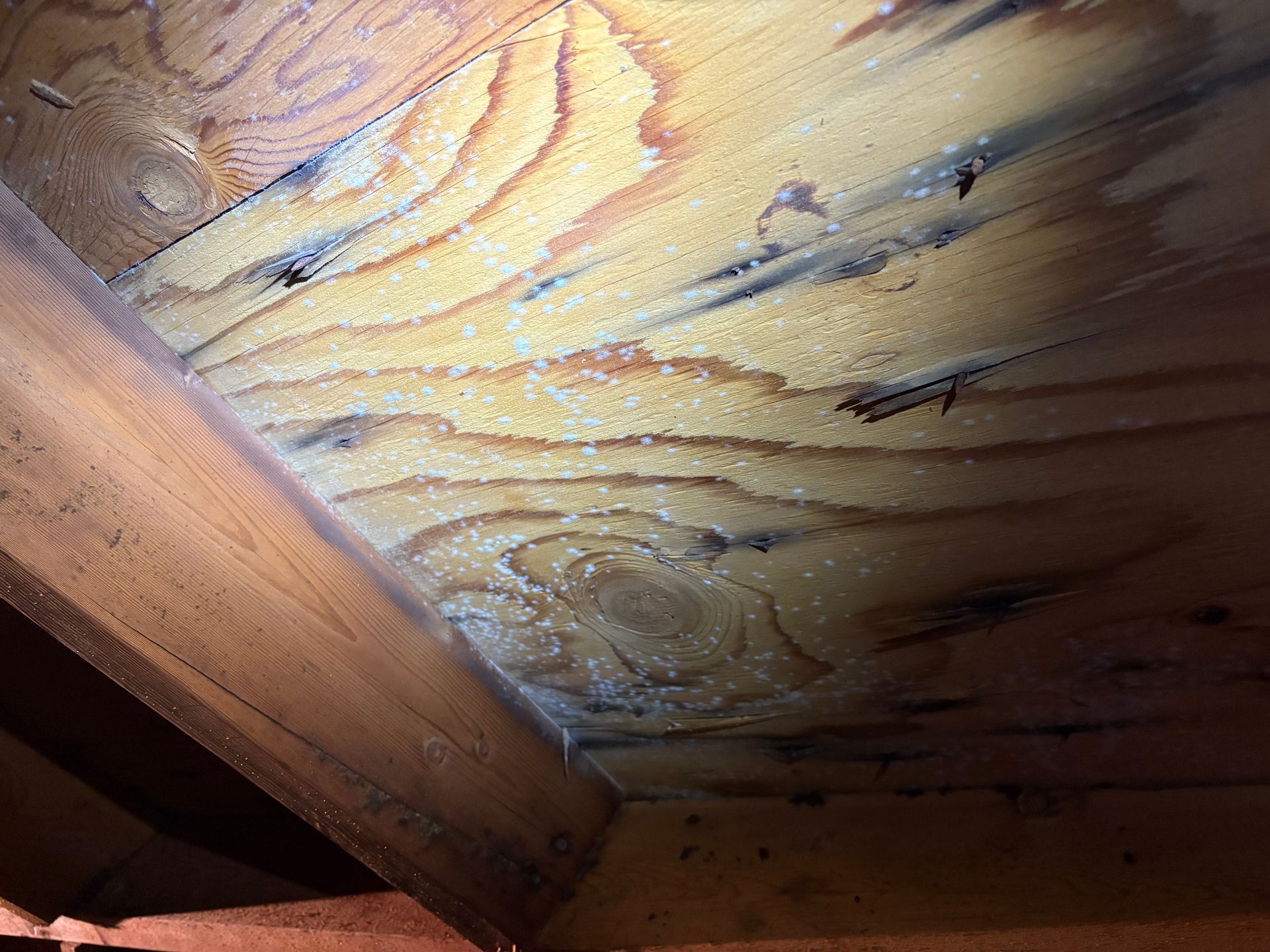 A close up of a piece of wood with a lot of holes in it.