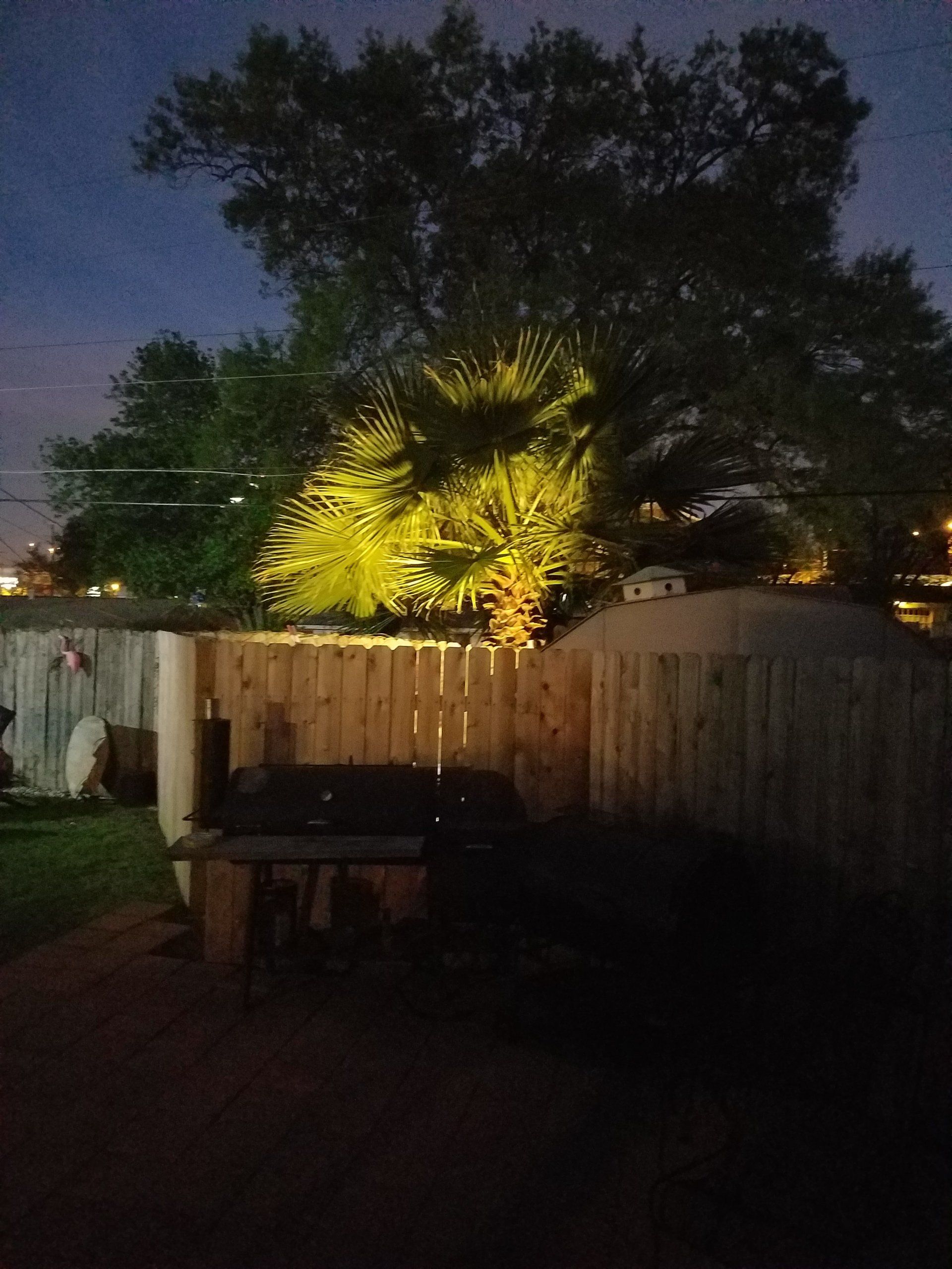 Ambient ground light shining up on a Palm Tree.