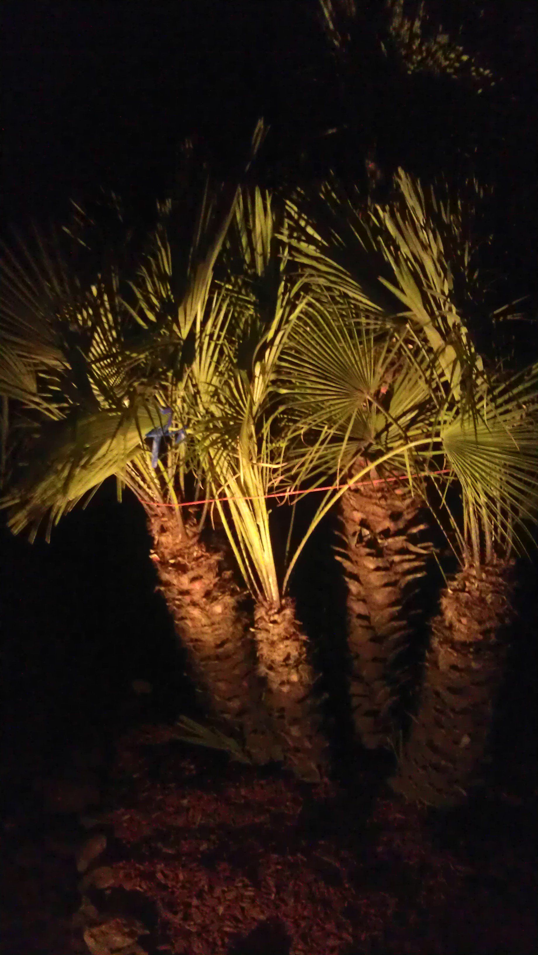 Ambient ground lighting shining up on Palm Trees.