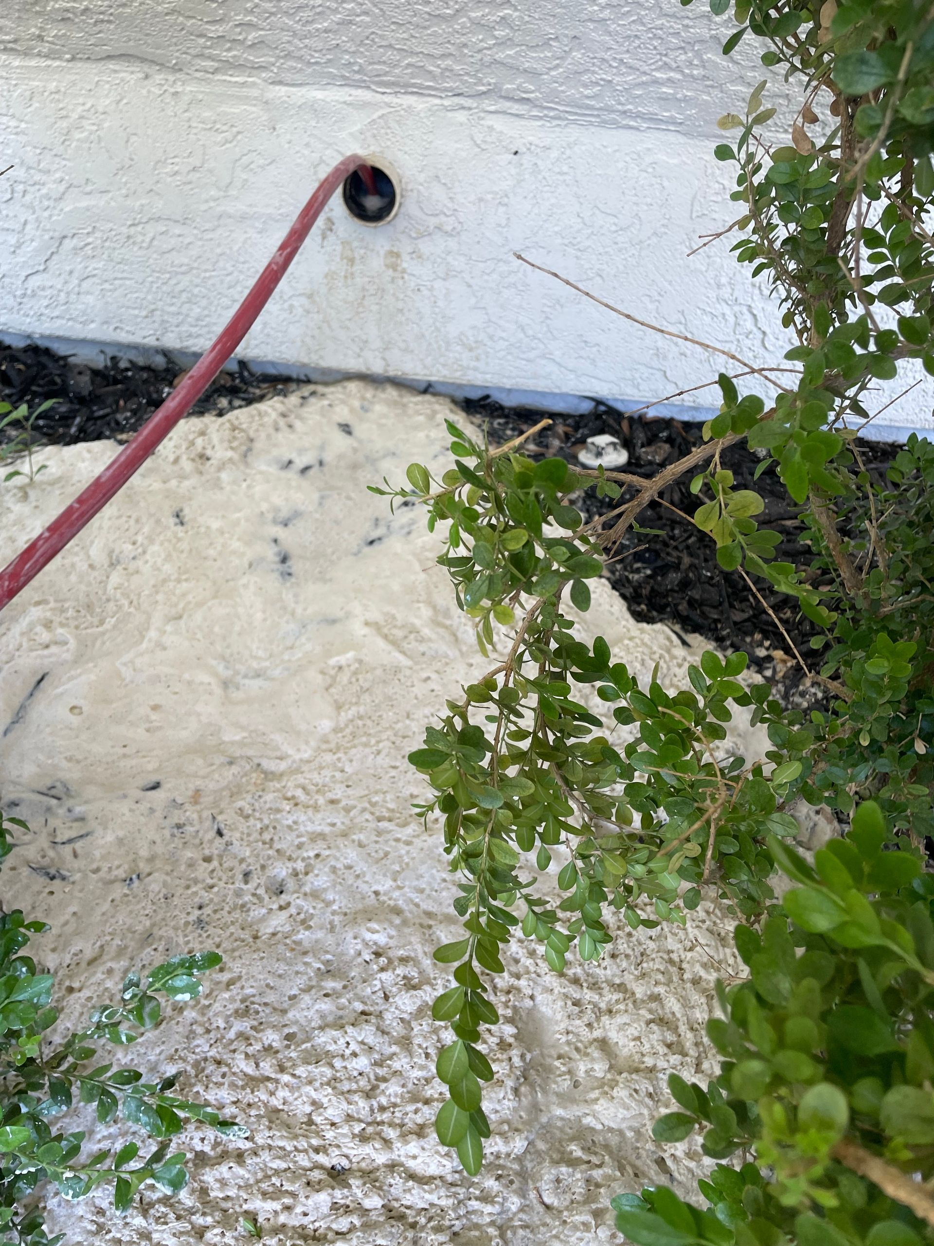 A red hose is connected to a white wall next to a bush.