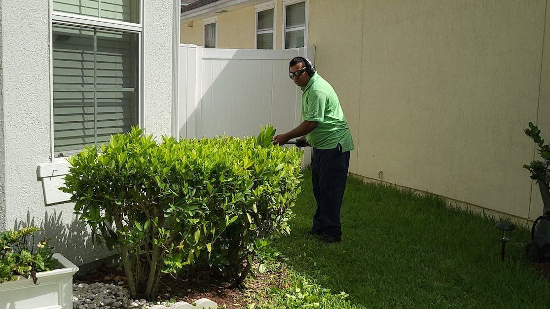 Trimming Bush