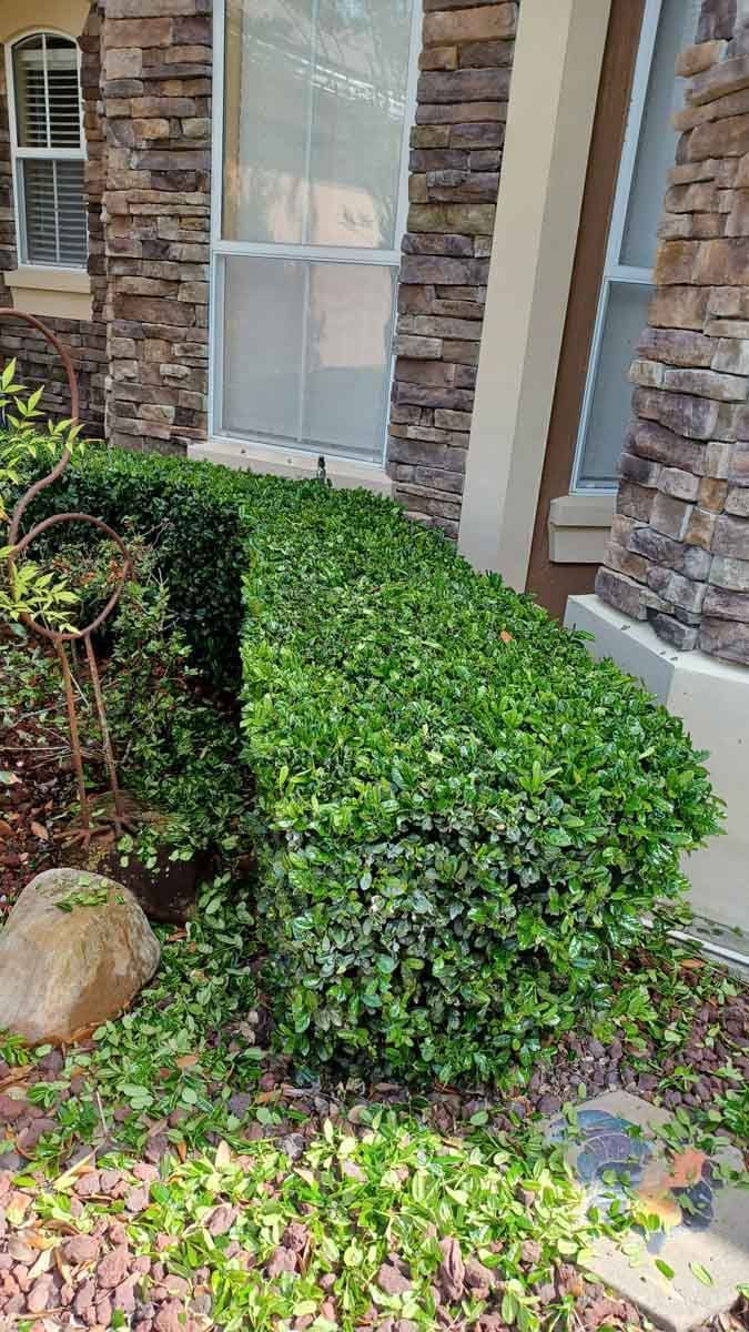 Bush Maintenance