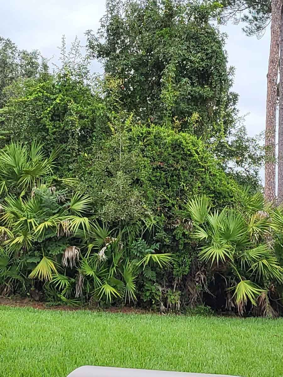 A lush green lawn with trees and bushes in the background.