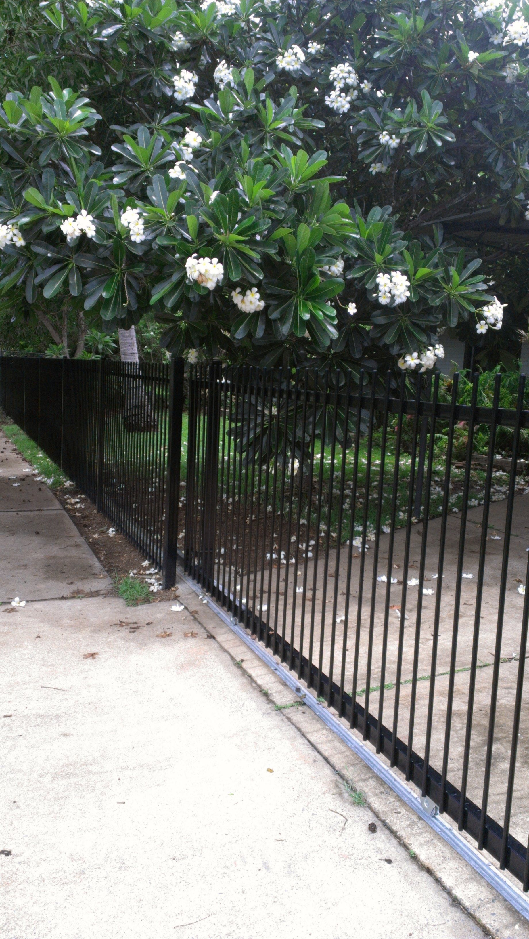 Black metal fence with blooming white flowers in a tree behind it, alongside a sidewalk. — Fence Factory in Berrimah, NT