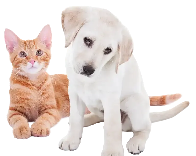 Orange cat and white puppy sitting side by side
