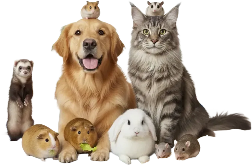 Group of pets on white background: golden retriever, tabby cat, ferret, bunny, guinea pigs, and a small squirrel-like animal