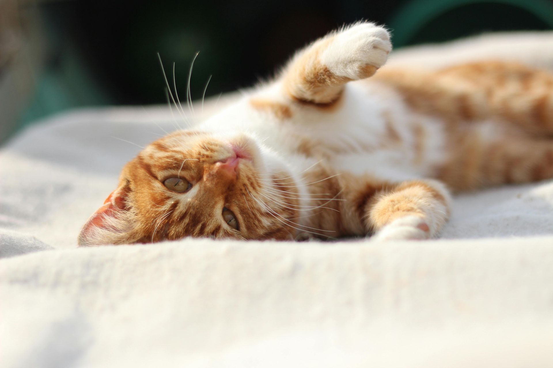 Orange-and-white cat lying belly-up on a soft bed, basking in sunlight