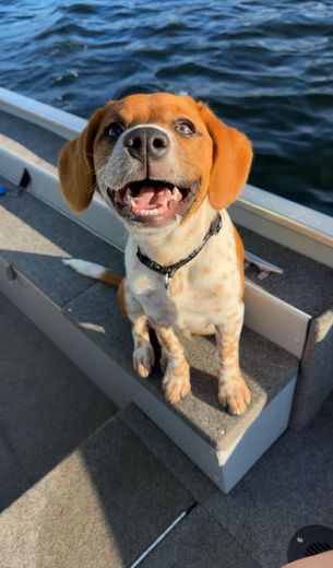 Smiling dog on a boat, brown and white spotted fur, ocean in the background.