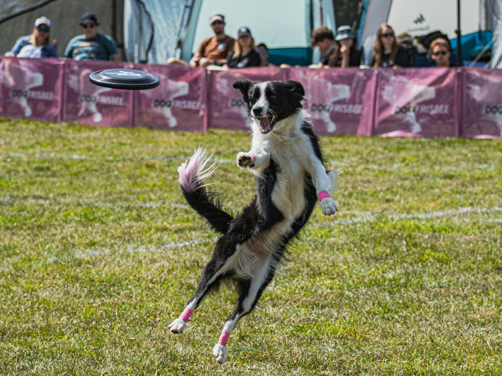 Border Collie leaping for a frisbee in a field, spectators watching. Dog has pink leg wraps.