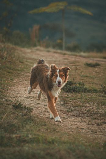Brown and white dog running toward the camera on a dirt path with blurred green foliage in the background.