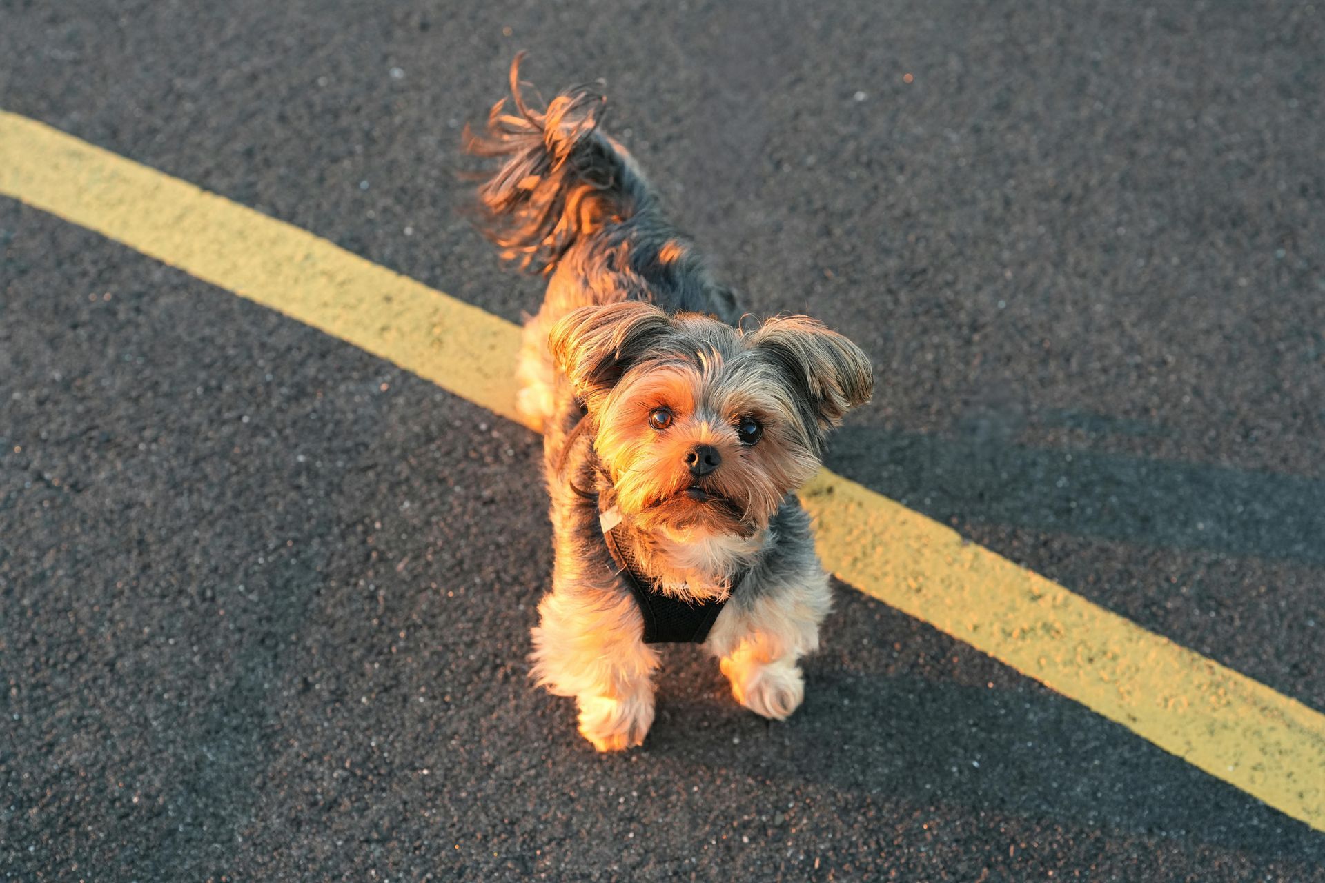 Yorkshire Terrier dog stands on asphalt next to a yellow line. Golden light on fur.