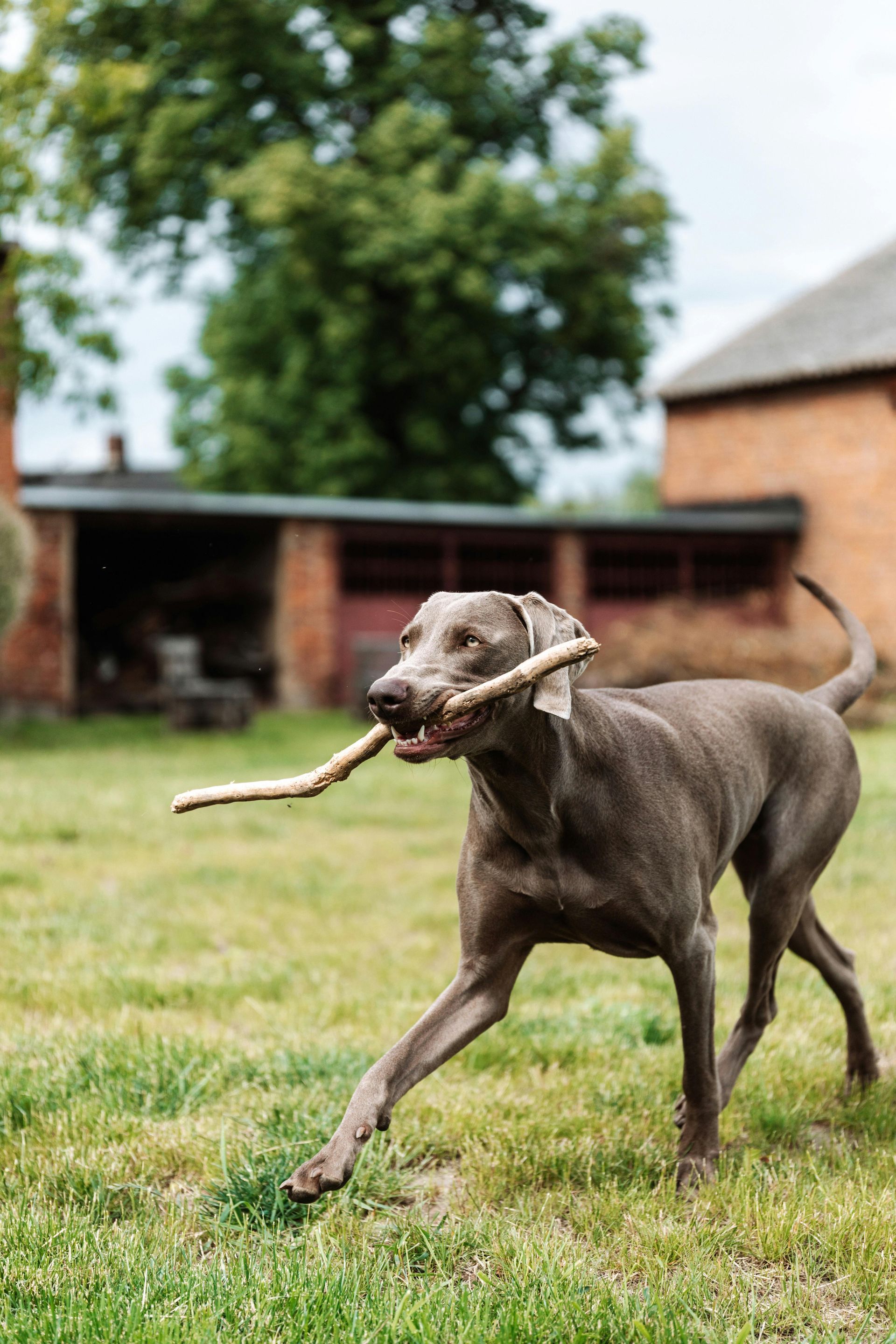 Silver Weimaraner dog running on grass, holding a stick in its mouth; yard and brick buildings in background.