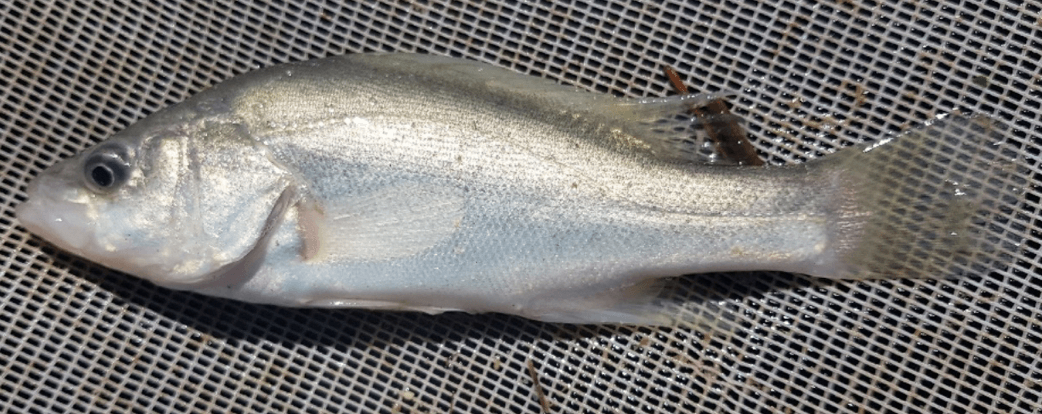 Several images of the the many creatures surveyed by the group.