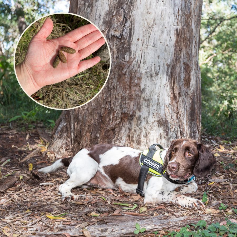 Conservation Detector Dog, Cooper locates koala scat