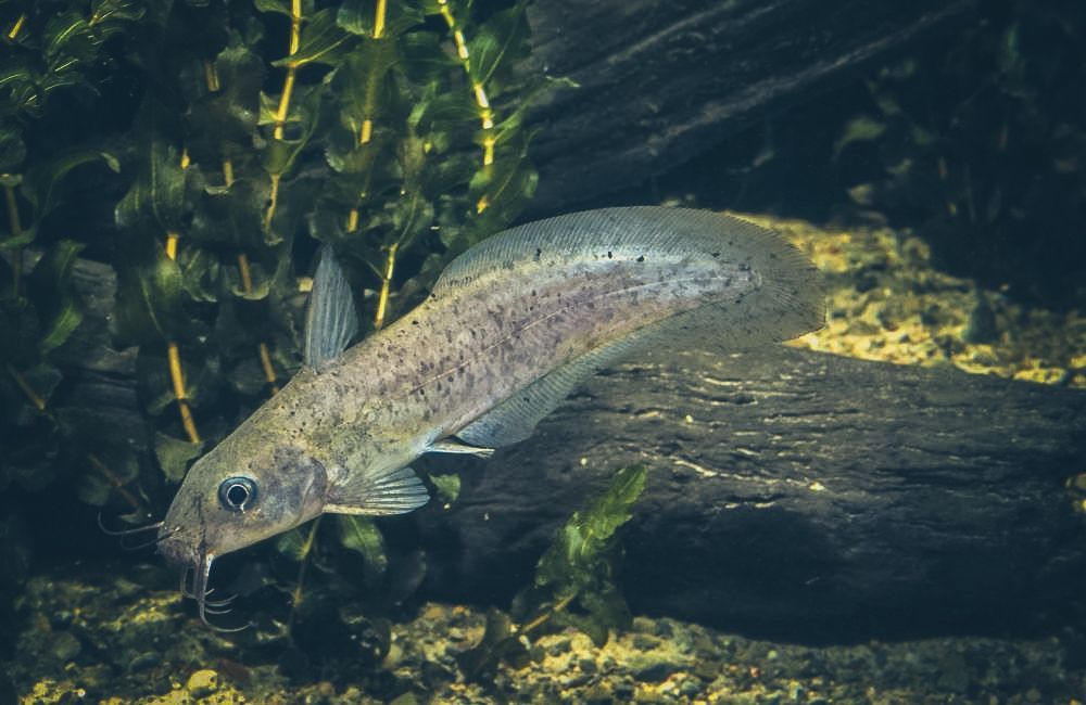 Freshwater Catfish