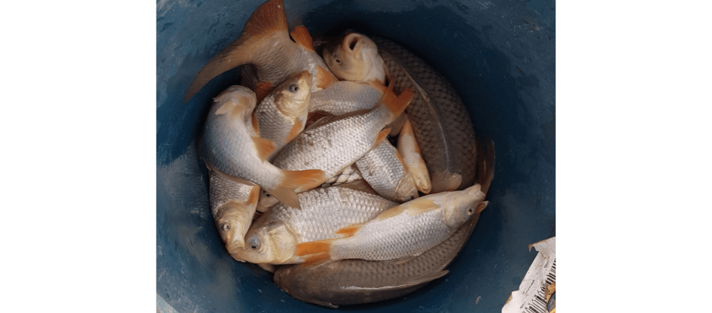Only 30-40 carp were caught during the study of Currawinya Ramsar Wetlands and the Lower Paroo River.