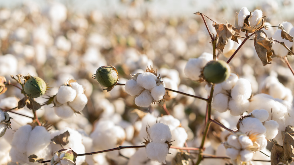 Goondiwindi Cotton Tackling Fast Fashion