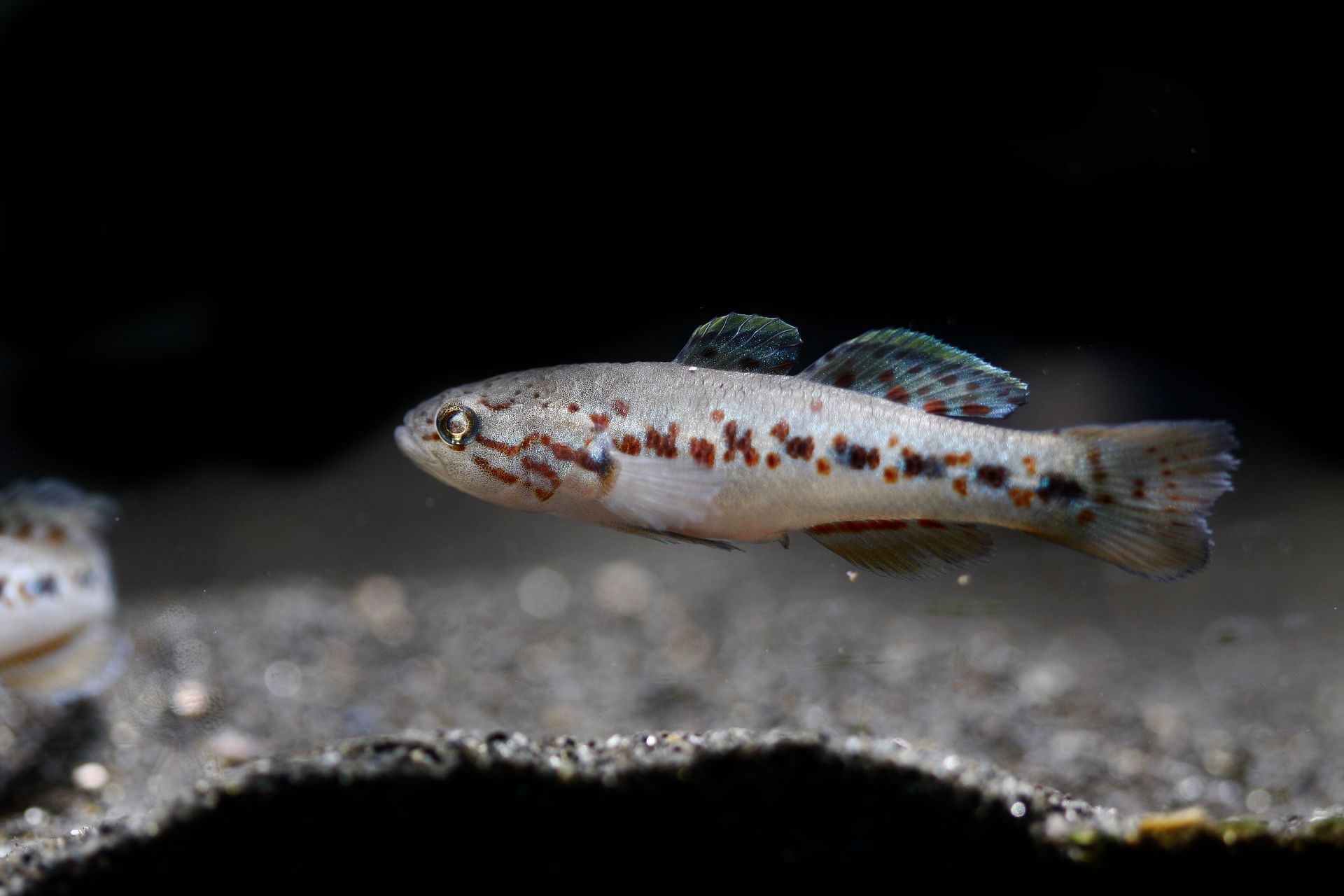 Purple Spotted Gudgeon