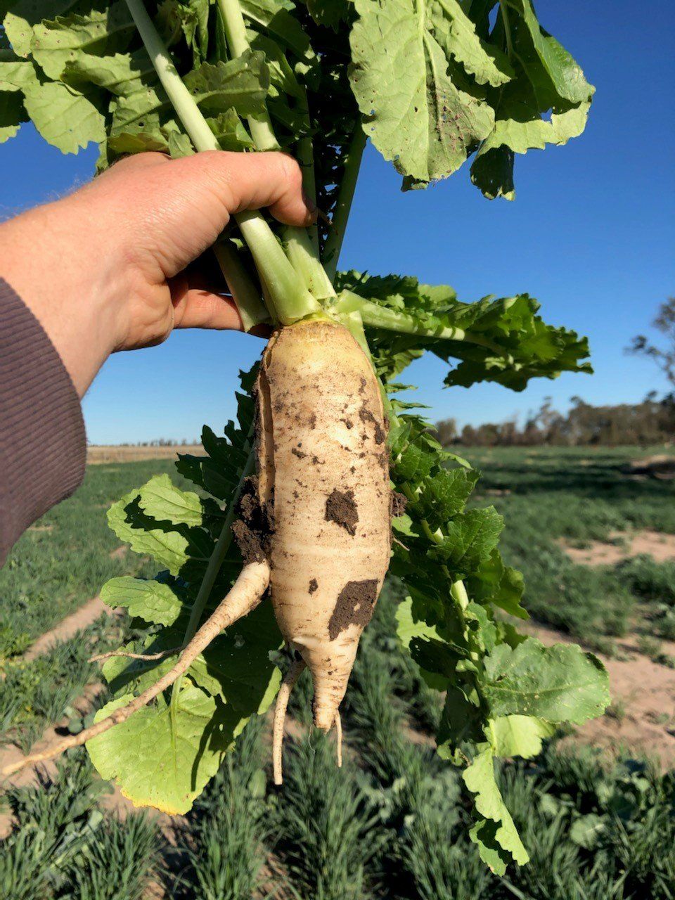 Turnip