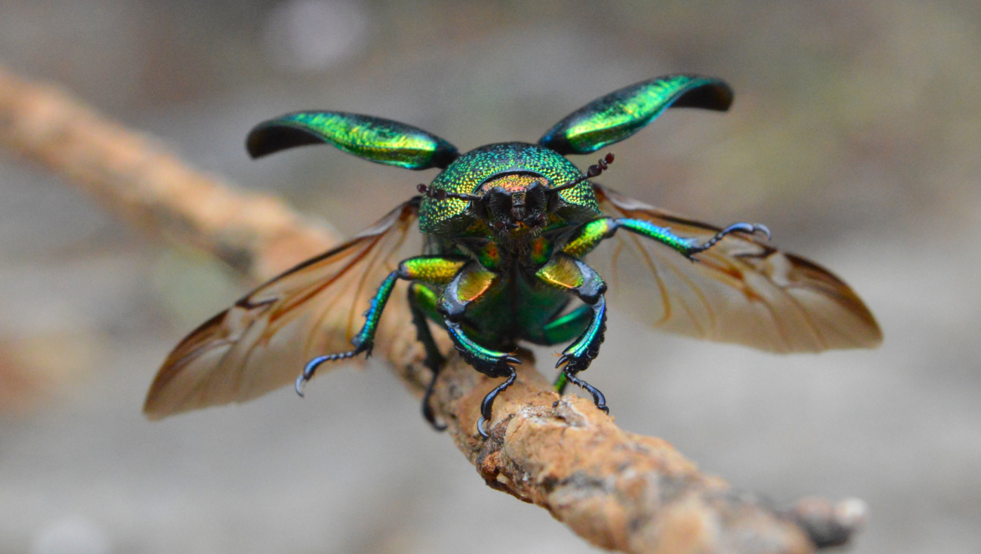 Christmas beetle preparing for flight