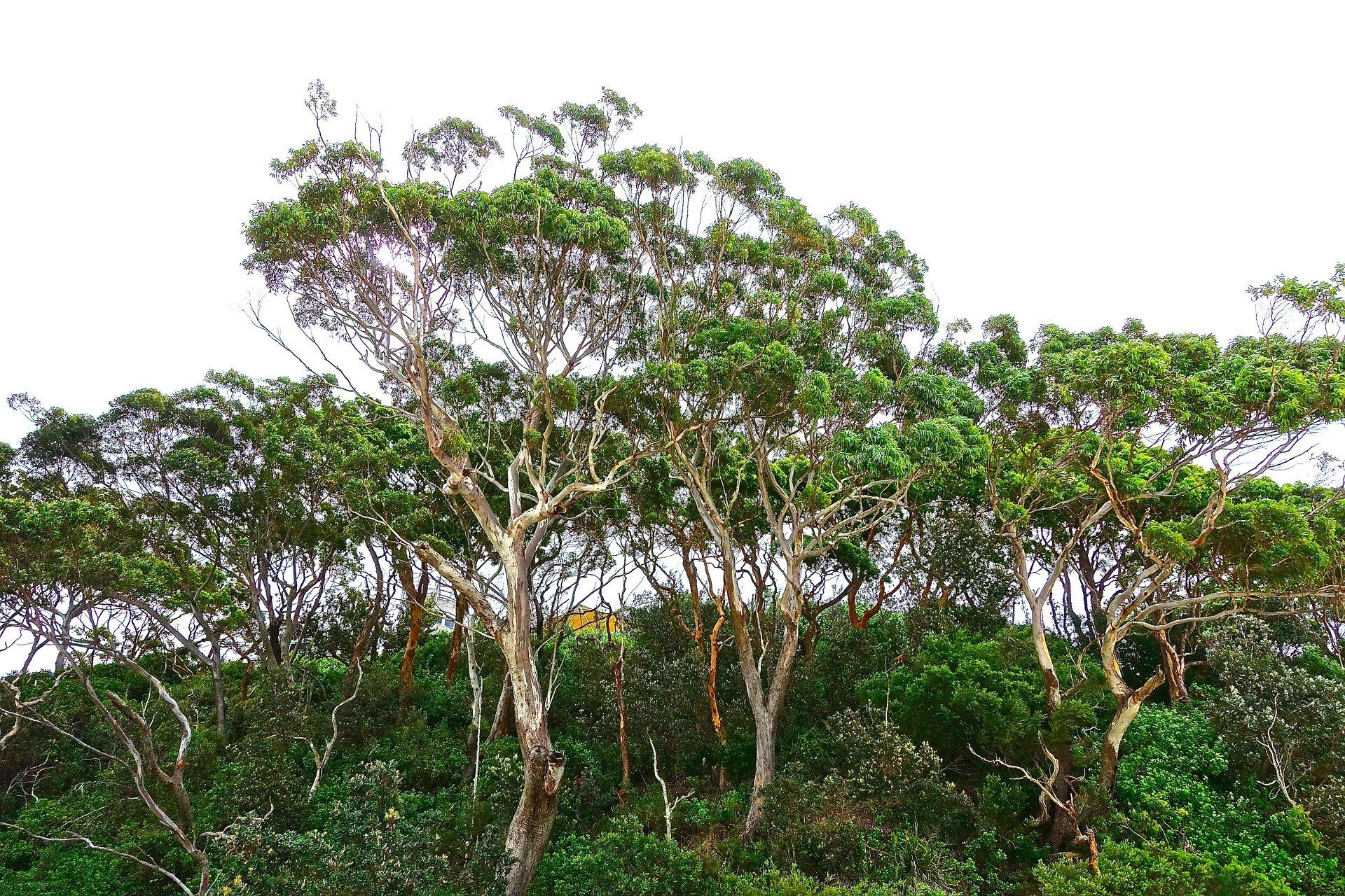 Bush medicine in Australia’s backyard