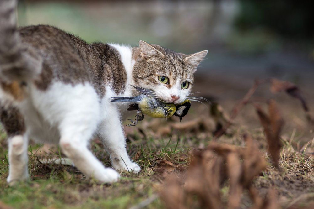 The Domestic Killer Living In Your Neighbourhood The Domestic Killer Living In Your Neighbourhood
