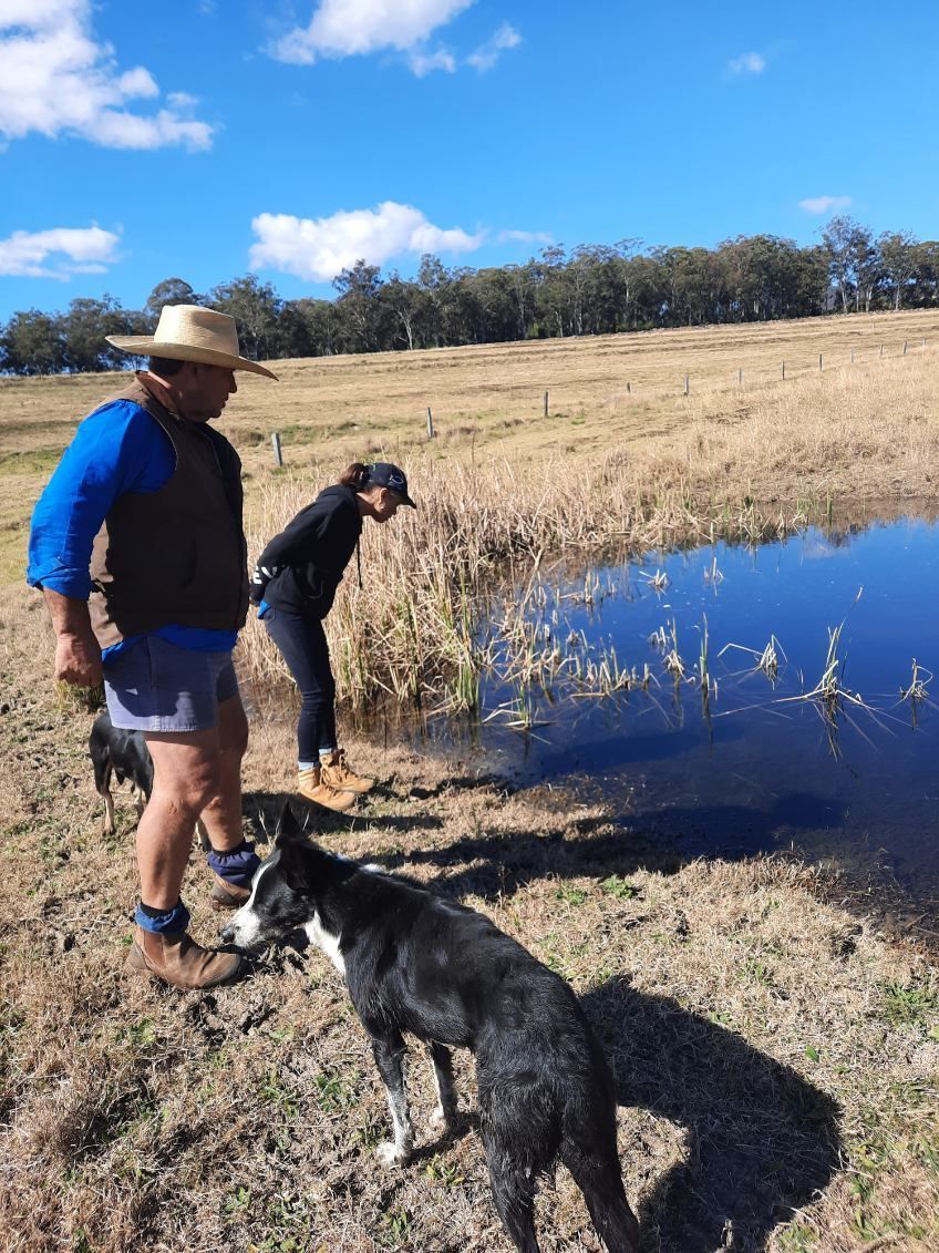 Condamine Headwater