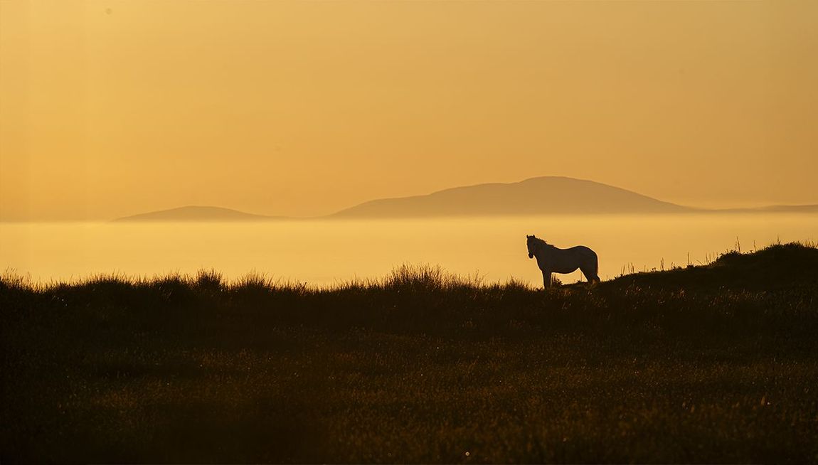 White Horse at sunrise