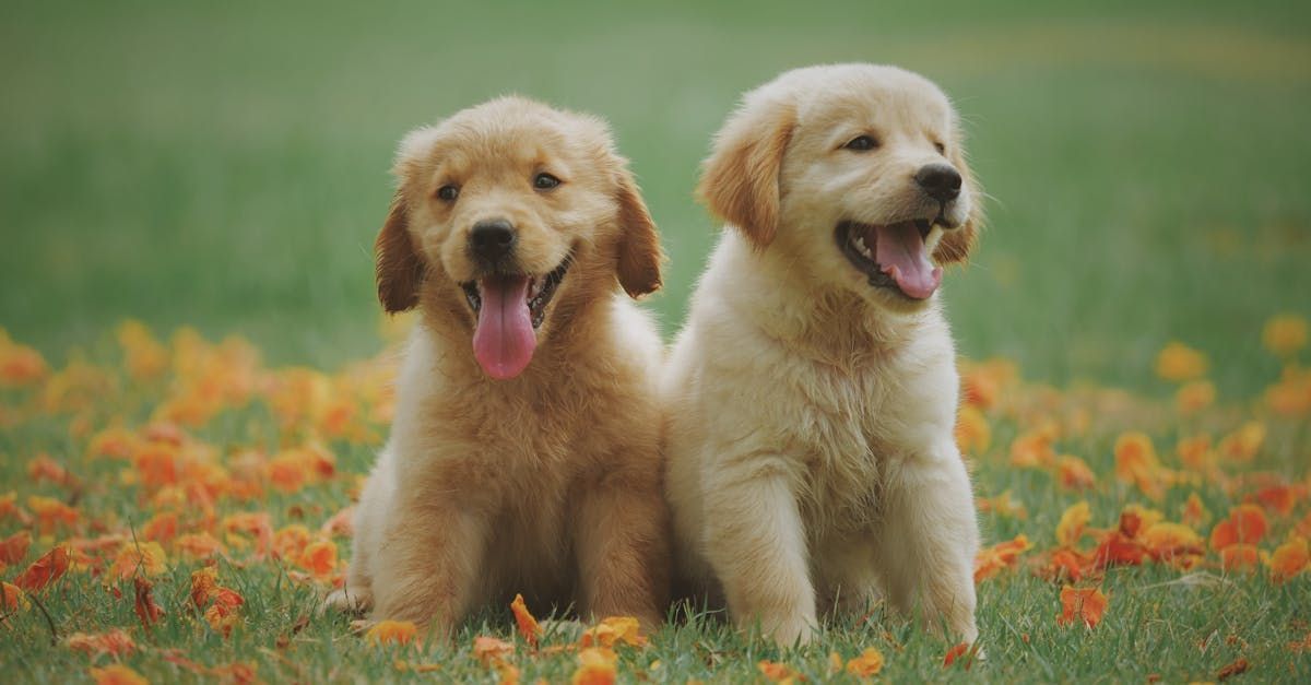 Two puppies are sitting next to each other in a field of flowers.