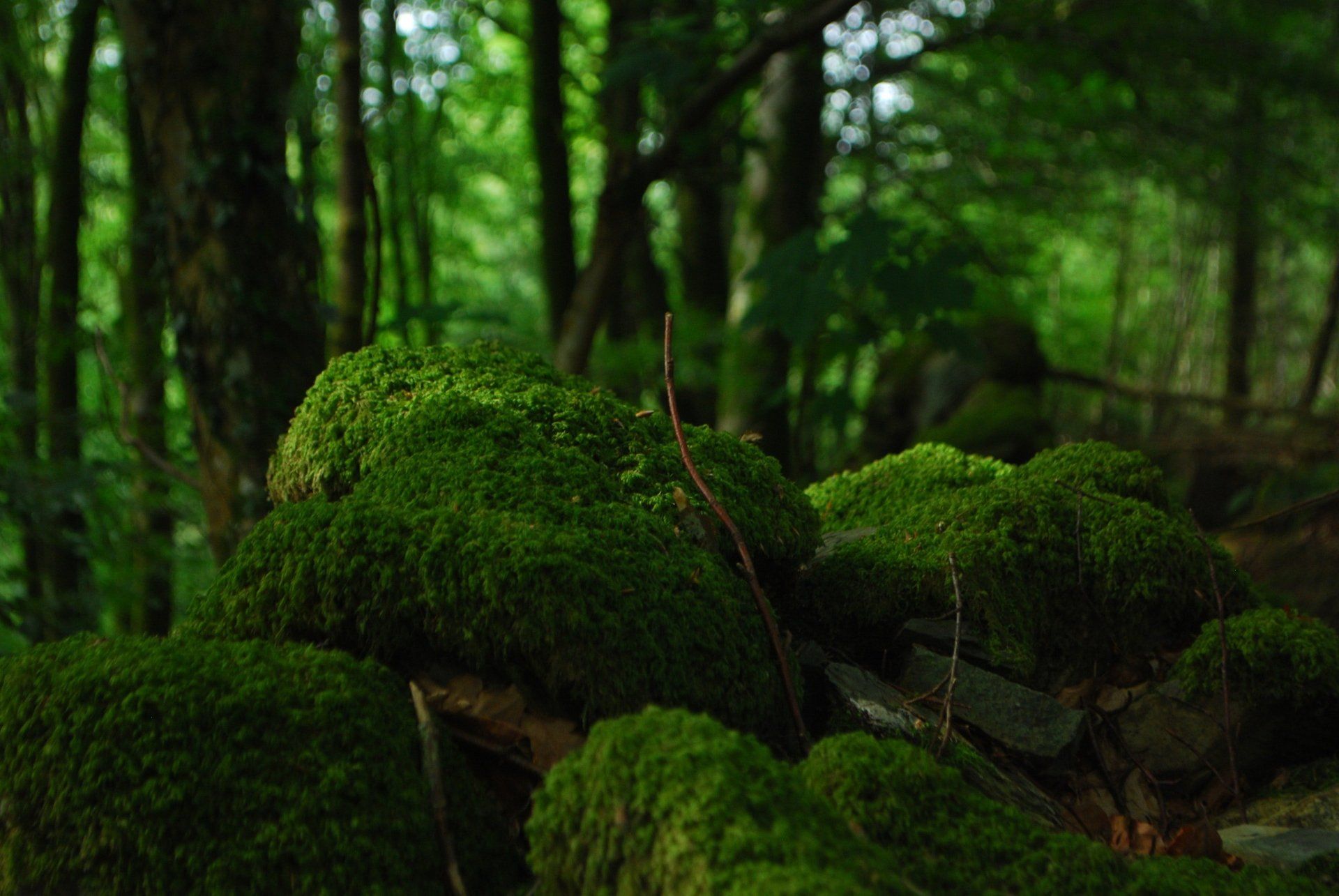 moss growing on rocks in a forest