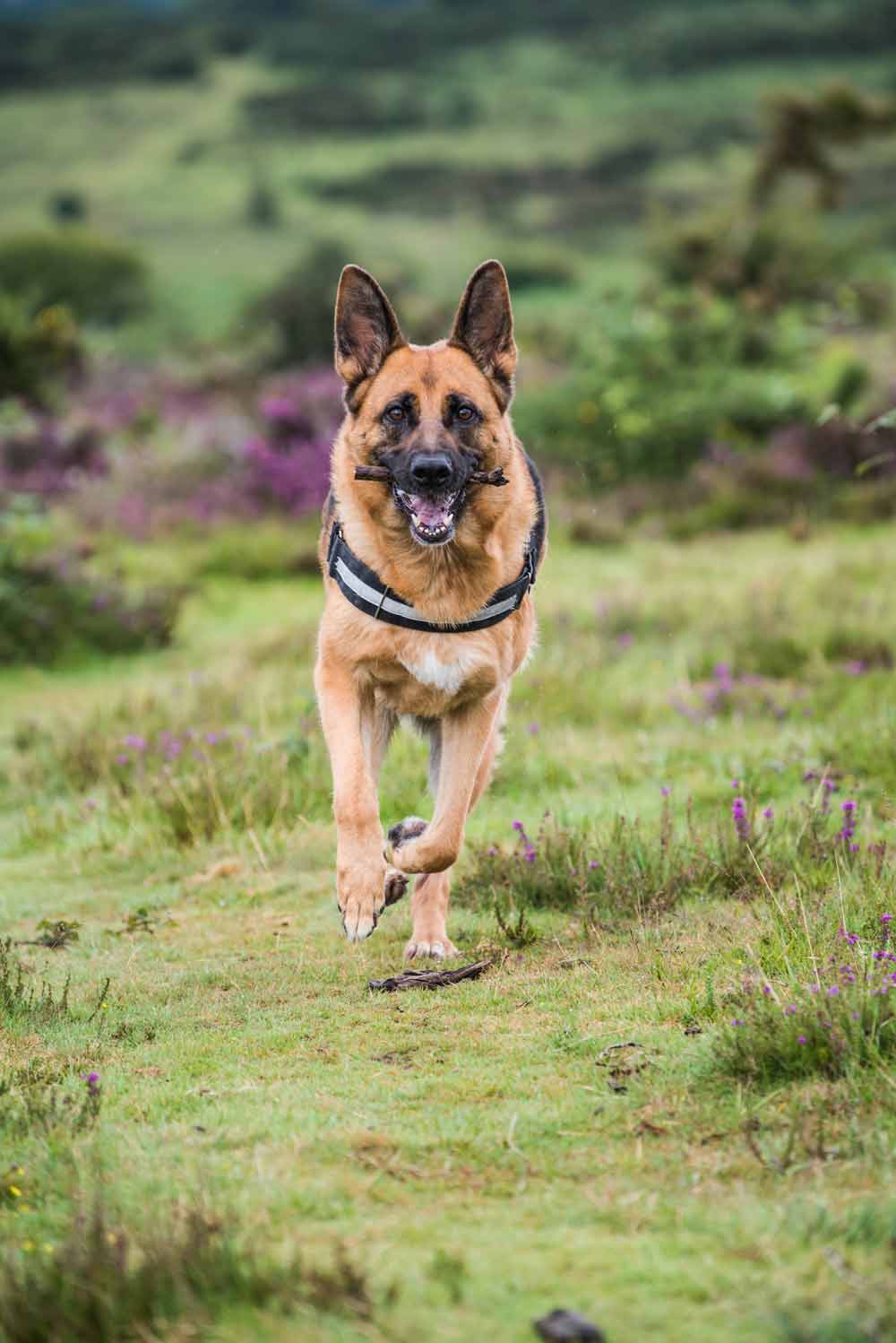 dog holding stick in mouth
