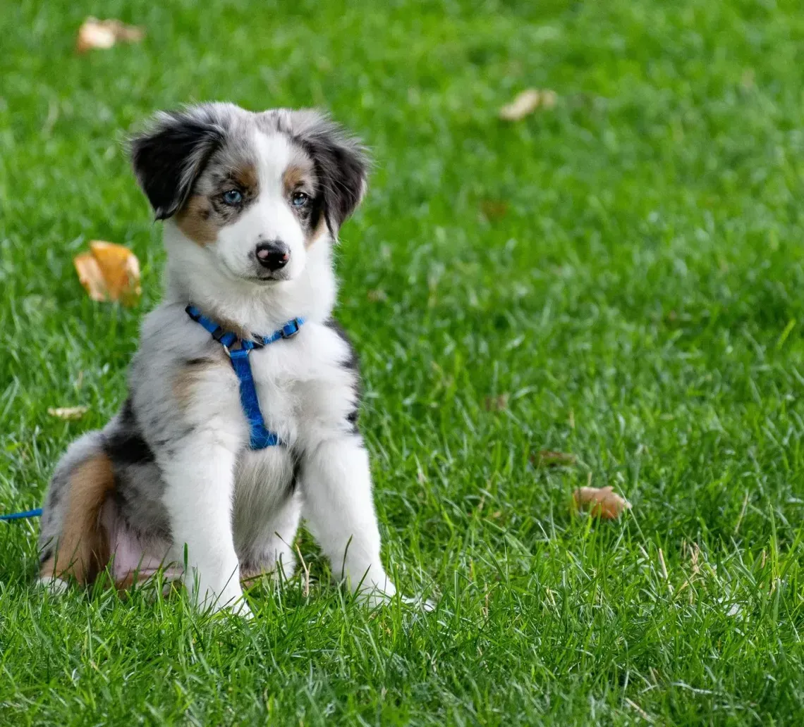 A merle Australian Shepherd puppy with a blue harness sits alertly in a green, grassy field.