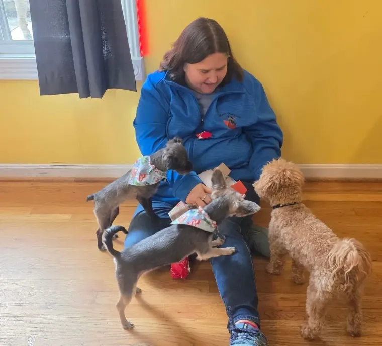 A person in a blue jacket sits on a hardwood floor, interacting with three small dogs, two wearing decorative collars.