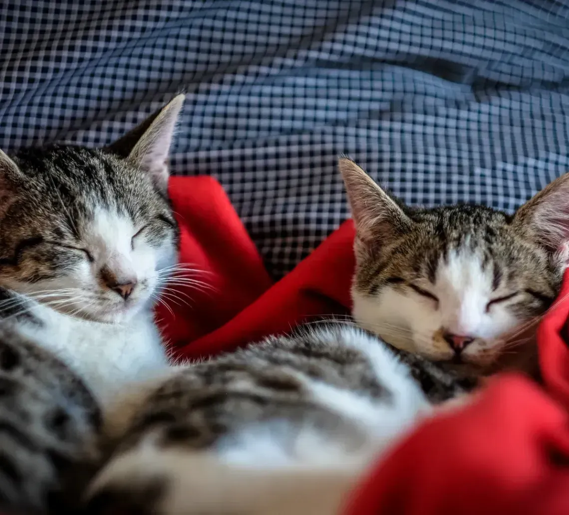 Two tabby-and-white cats sleeping huddled together under a red blanket on a blue-and-white checkered pillow.