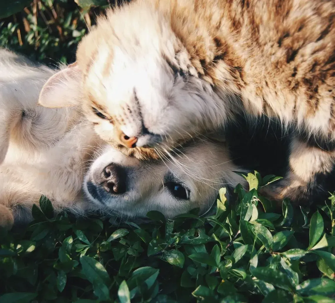 A tabby cat and a light-colored puppy cuddling together while lying in green grass.