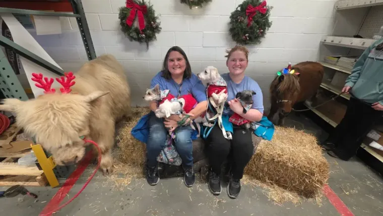 Two people sit on a hay bale indoors with two small dogs, flanked by a Highland cow and a pony, all wearing Christmas decor.