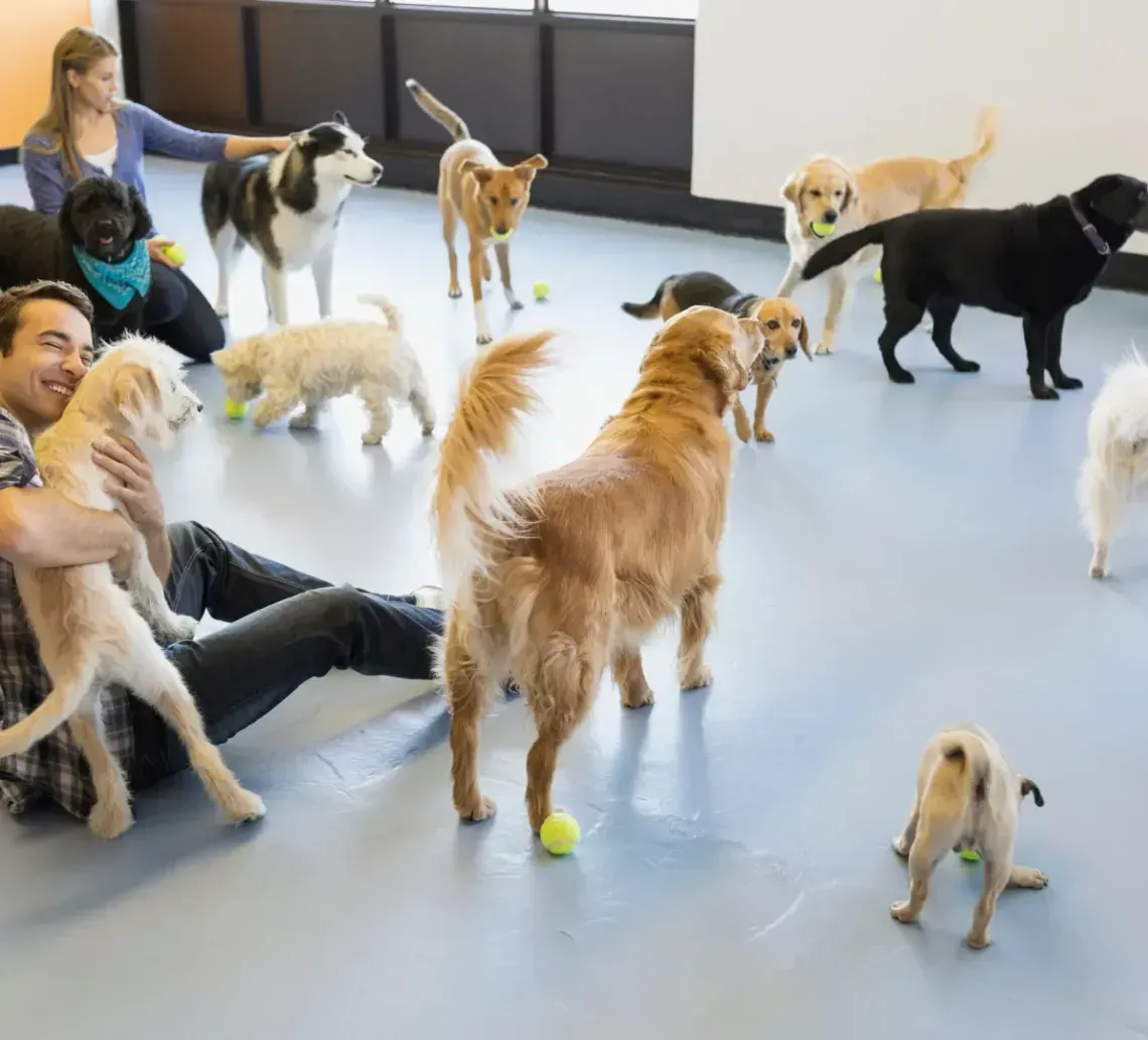 A man sits on the floor of a brightly lit daycare center, hugging a dog surrounded by a large group of playing dogs.