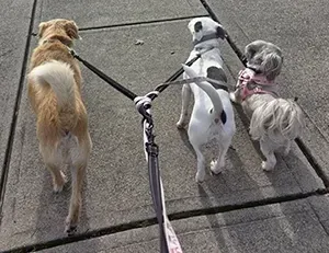 Three dogs of varying colors walk away from the viewer on a sidewalk, all attached to a single leash splitter.