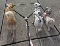 Three dogs of varying colors walk away from the viewer on a sidewalk, all attached to a single leash splitter.