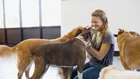 A smiling person sits on the floor interacting with a dark dog while surrounded by several golden-colored dogs indoors.