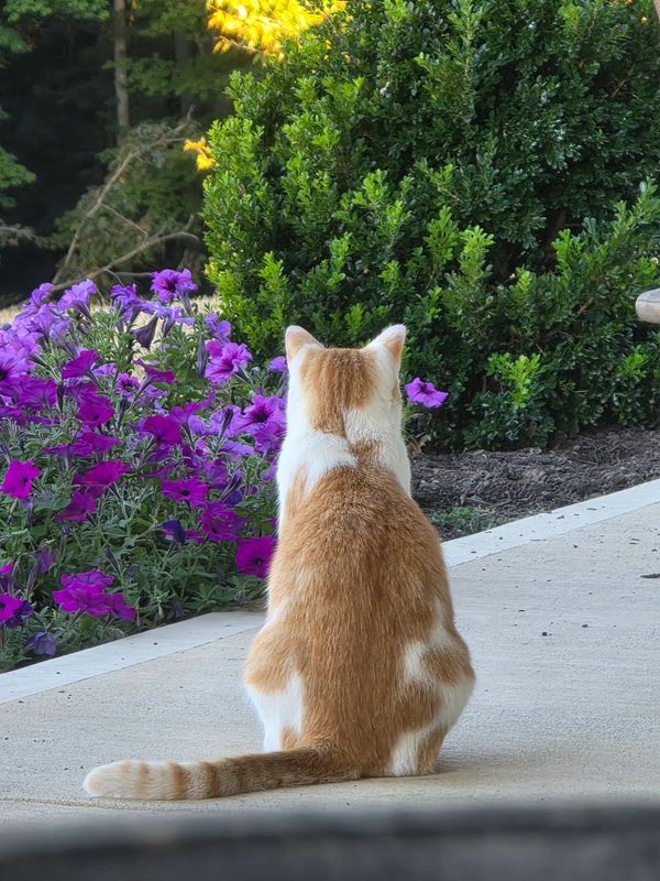 A ginger and white cat sits on a concrete path facing a patch of purple petunias and a green bush.
