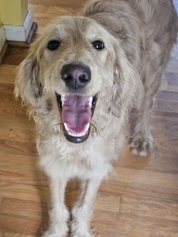 A happy, light-colored long-haired dog with an open mouth stands on a wood floor, looking directly at the camera.
