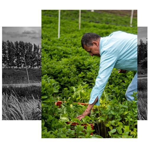 A man is picking vegetables in a field.