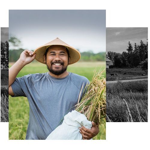 A man wearing a conical hat is holding a bag of rice in a field.