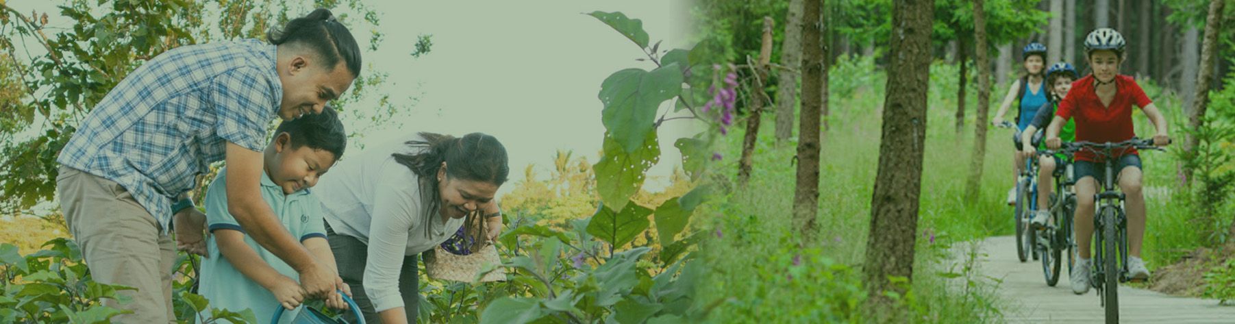 A family is riding bikes down a path in the woods.