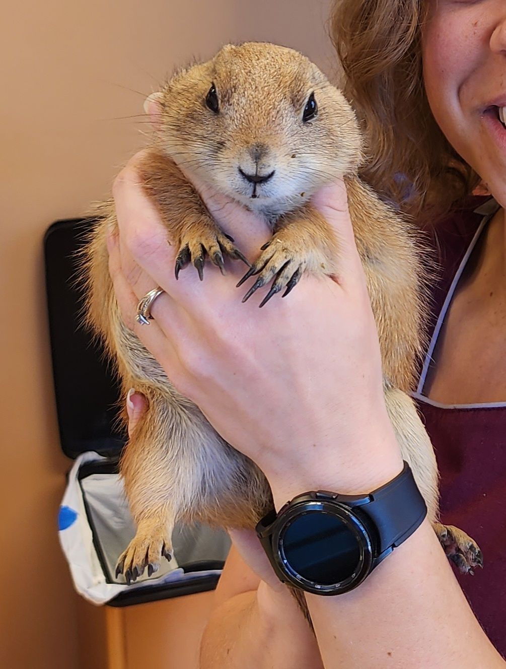 Person Holding A Small Prairie Dog.