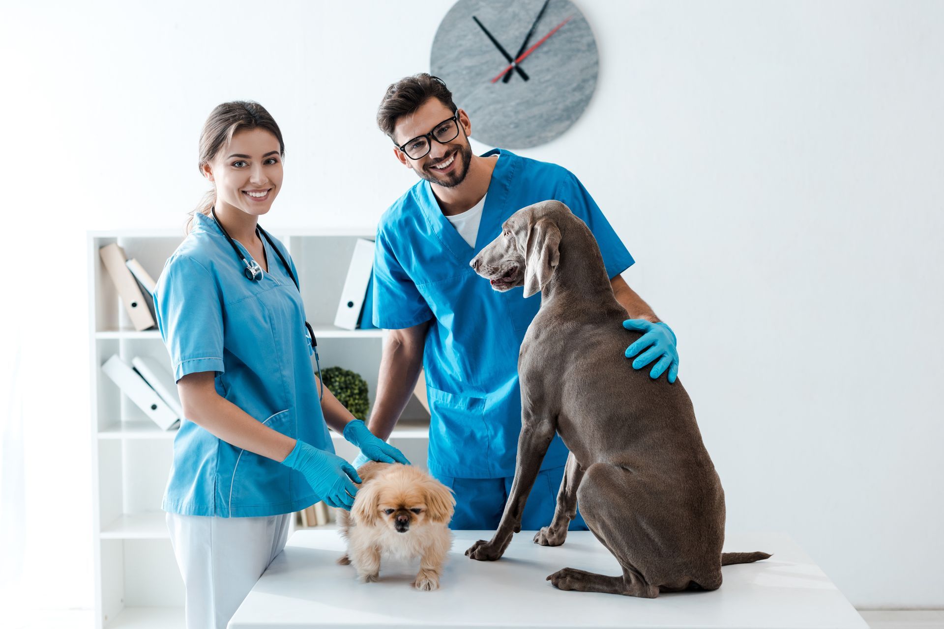 Two veterinarians smiling while standing near a table with a Pekinese and a Weimaraner dog.