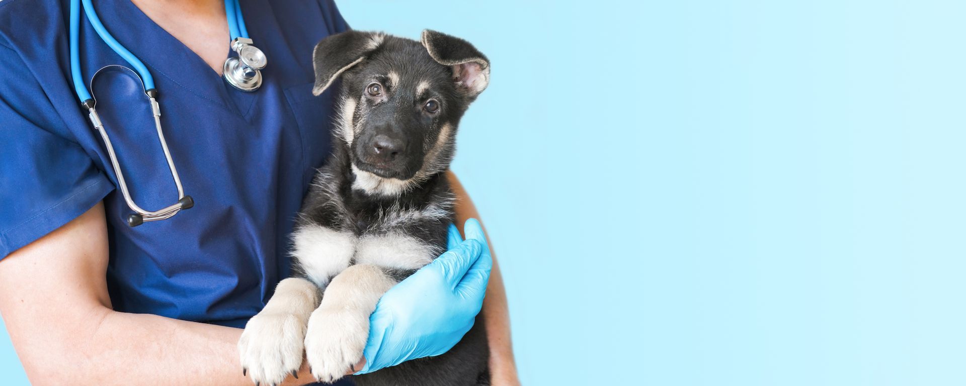 Cropped image of male veterinarian doctor with stethoscope holding black German Shepherd puppy.