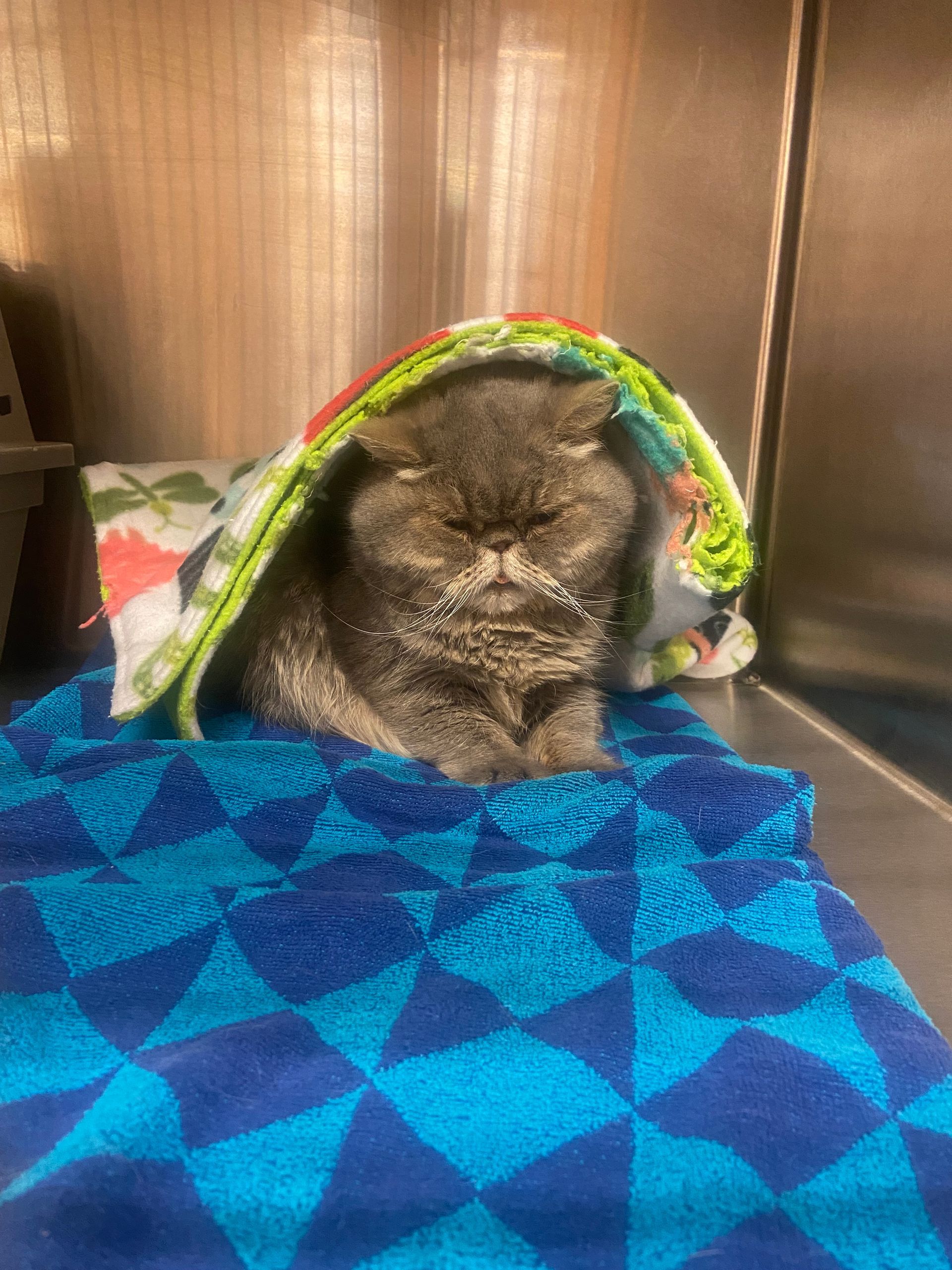 Persian Cat Wrapped In Blankets.