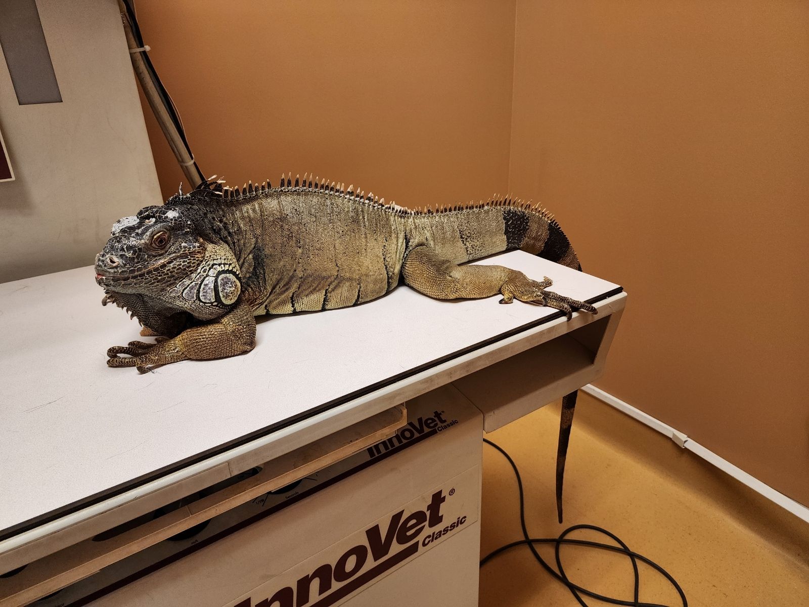 Large Iguana On Vet Table